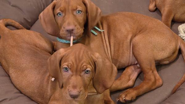 ולדו גורי ויסלה מהממים! מחפשים