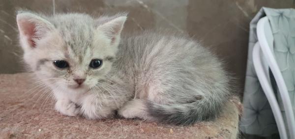 גורי סקוטי חמודים מאוד ומתוקים