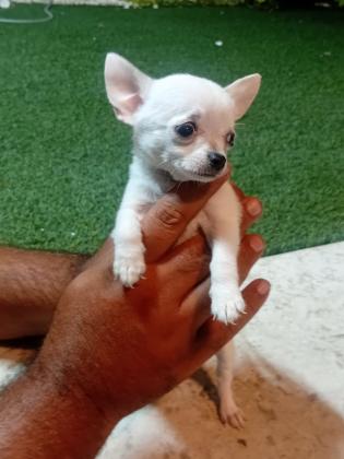 גורי צ'יוואוואה נדירים ומתוקים