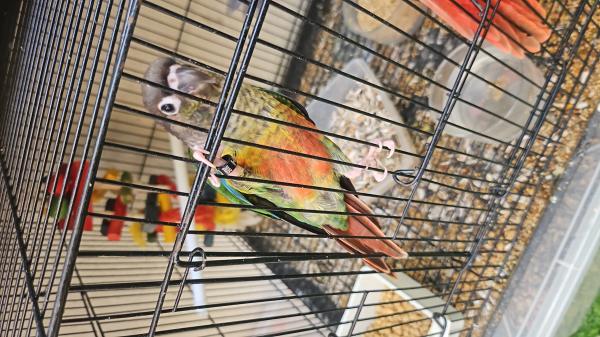 קוניורים האכלת יד ברמה גבוהה