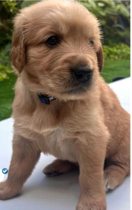 המלטה ביתית וחד פעמית ❤️נולדו