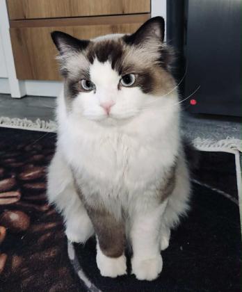 חתול בן שנה ו 3