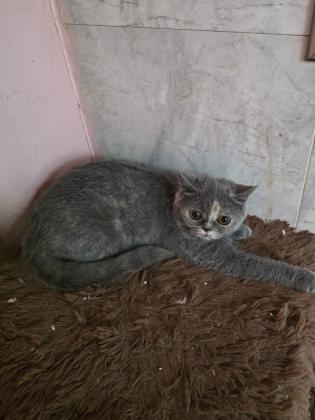 2 גורות בריטי בגיל 5 חודש