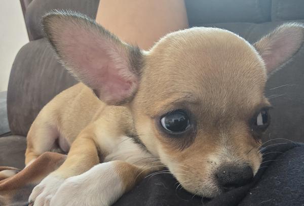 זכר ונקבה ננסיים בני חודשייםמהממים