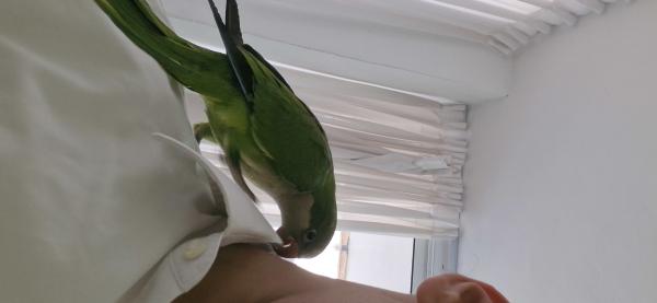 תוכי קווקאר ירוק בן 4