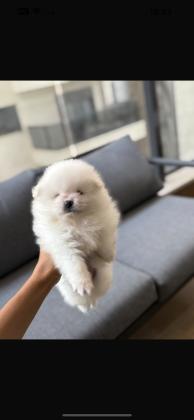 גורי פומרניין דובי זכר ונקבה