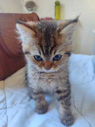 גורי חתולים סקוטים בני חודשיים