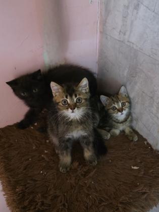 גורים סקוטי בגיל 3 חודש