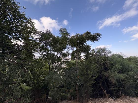 הנטקה, גבעת דאונס