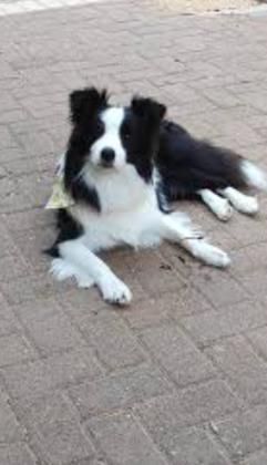 גורות בורדר קולי בנות חודשיים