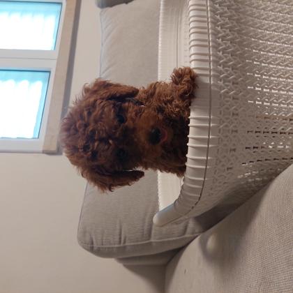 גורי פודל בני חודשיים לאחר חיסון