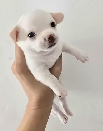 גורי ציוואוואה מיני ננסי בני