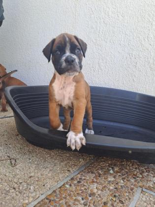 גורי בוקסר נדירים ויפים