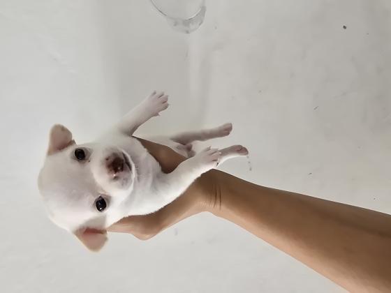 גורי ציוואוואה מיני ננסי בני