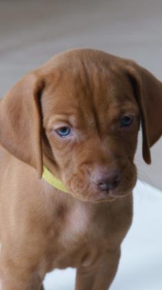 ולדו גורי ויסלה מהממים! מחפשים