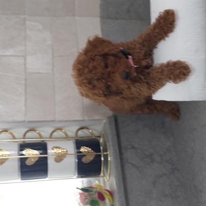 גורי פודל בני חודשיים לאחר חיסון