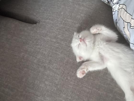 אזור מכירה: הקריותלמכירה שני