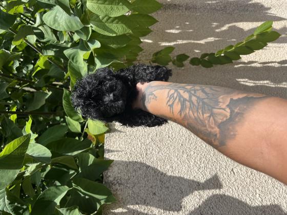 גורי פודל טוי מושלמים! מחיר