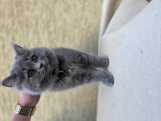 גור מהמם בן 3 חודשים