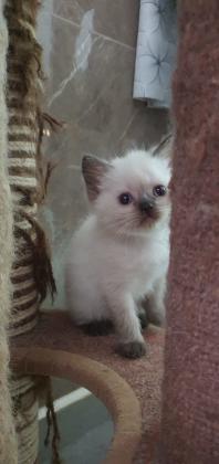 גזע סקוטי סטרייט, צבעי פרווה