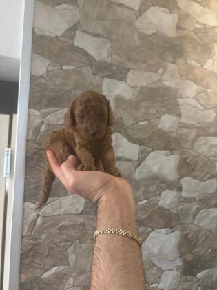 נקבות פודל טוי מושלמות!