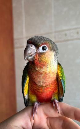 גרינצ'יק אננס יילו סייד משובח