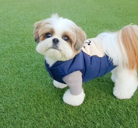 גורי שיצו היפואלרגני המלטה ביתית,