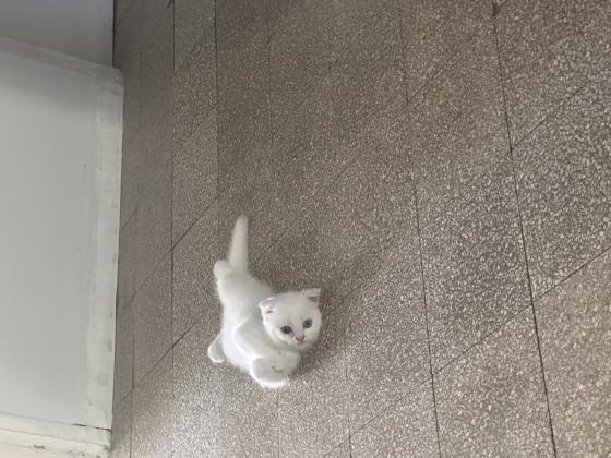 אזור מכירה: הקריותלמכירה שני