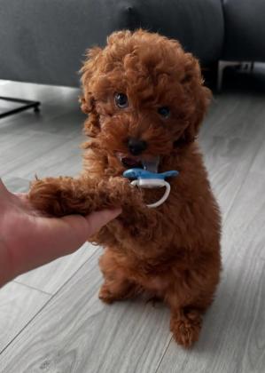 גורי פודל מהמשפחה הכי חמה