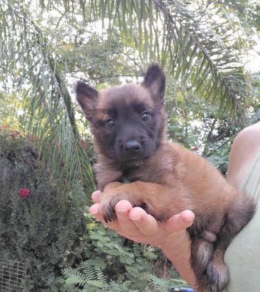 רועה בלגי, בני חודש וחצי,