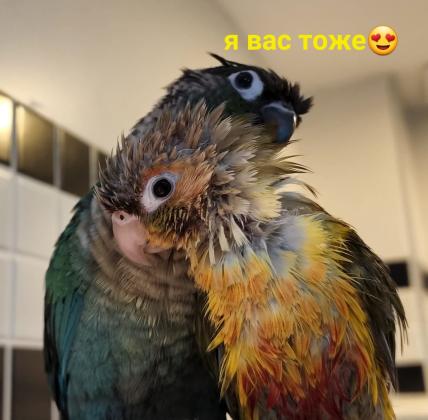 4 גוזלים גרינצ׳קים הורים טורקיז ואננס