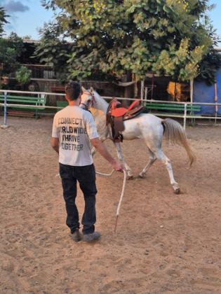 סוס ערבי מקומי כולל ציוד חדש
