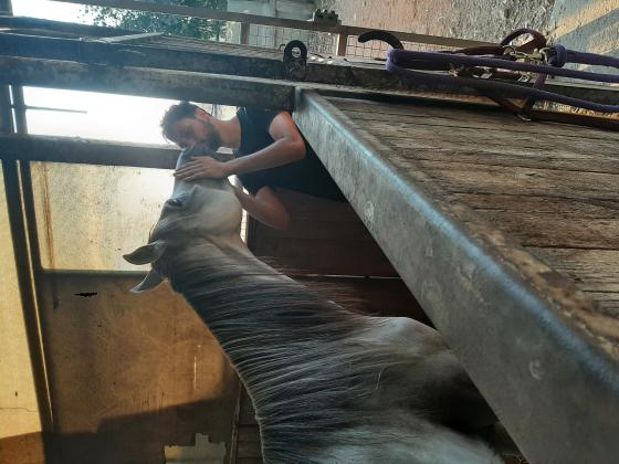 סוס ערבי מקומי כולל ציוד חדש