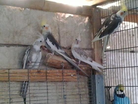 לרציניים בלבד!!להקת קוקטיילים יפים במצי...