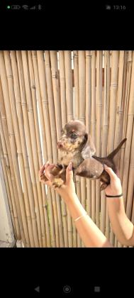 *נותרו גורים אחרונים* גורי תחש