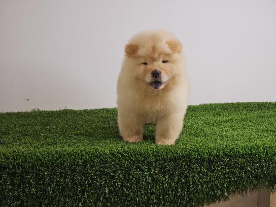 דובוני צאו צאן מהסוג הננסי