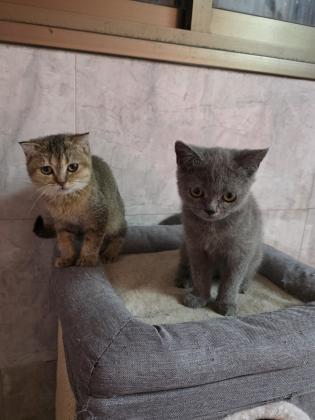 גורים סקוטי בני 3