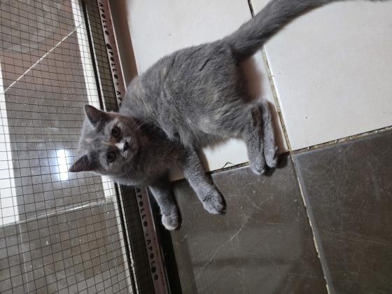 נישארו 2 גורות בריטי בת חצי שנה