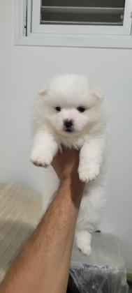 מתוקה של ממש פורמניין שפיץ