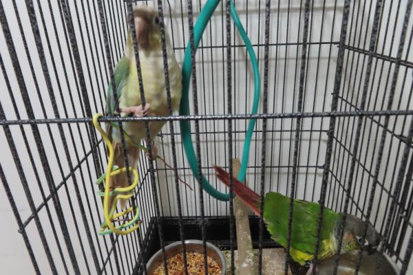 למכירה שני תוכים מסוג גרינציק