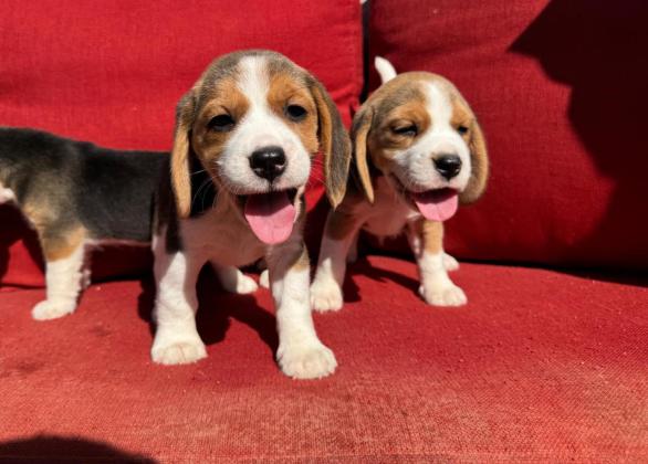 גורים מתוקים מסוג ביגל בגיל