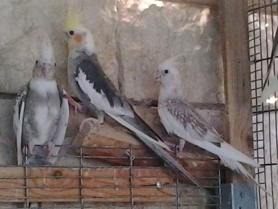 לרציניים בלבד!!להקת קוקטיילים יפים במצי...