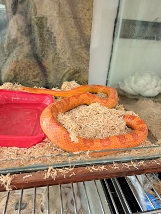 כרכן תירס נקבה בדוקה, מזדווגת ומטילה