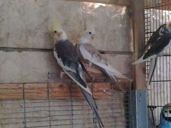 לרציניים בלבד!!להקת קוקטיילים יפים במצי...