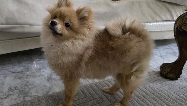 ✨ למכירה ✨כלבת פומרניאן נקבה