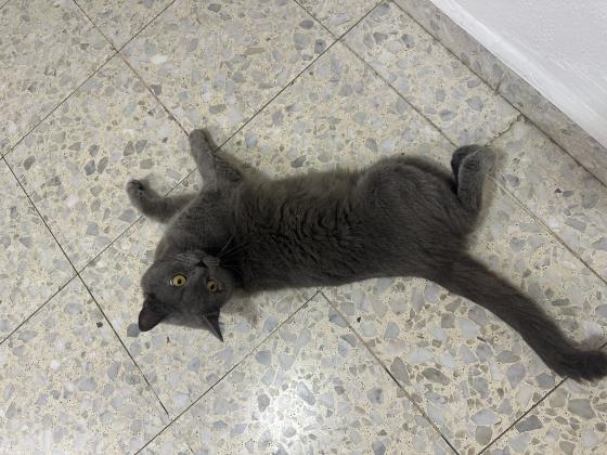 זכר בריטי יפייפה בעל ניסיון