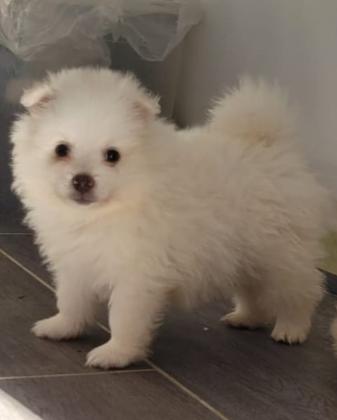 מתוקה של ממש פורמניין שפיץ