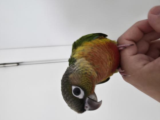 תוכי קוניור גרינצ'יק,האכלת יד בן