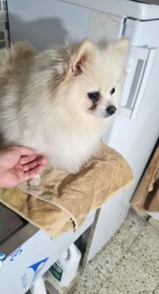 כלבת פומרניאן בת 3 וחצי