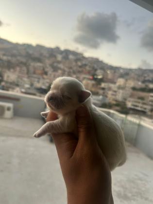 גורי פקינז לשריון,יש זכרים ונקבות